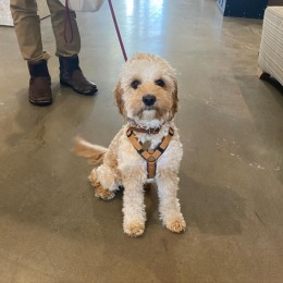 Say hello to Ellie, the most adorable labradoodle. She was just coming in from a lunchtime walk when we caught this cute pic. Love our Chroma fur baby residents!  #labradoodle #dogfriendly #petfriendlyapartments #chroma #cambridge Instagram post from @chromacambridge on February 28, 2022 00:00:00am